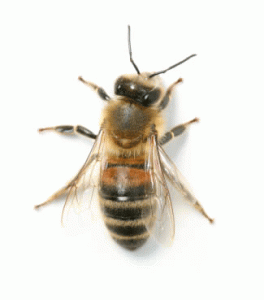 A photo of an Irish/British Honeybee